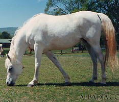 Ansata Nefara ( Ansata Halim Shah x Ansata Sudarra )